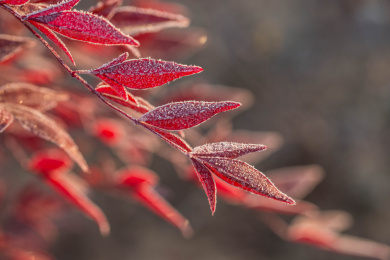 冰霜下的南天竹