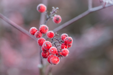 冰霜下的南天竹