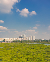 钦州仙岛光影红树林