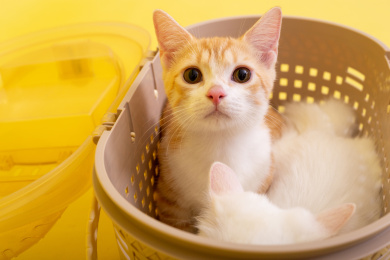 两只小猫咪在黄色背景下玩耍