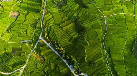 中国云南德宏州芒市绿色稻田