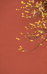 南京明孝陵红墙边的蜡梅花