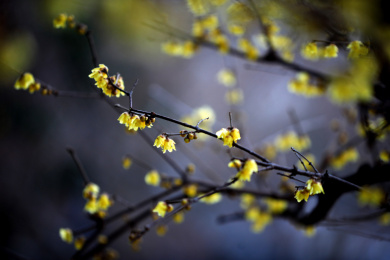 腊梅树绽放黄色的花