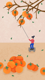 霜降女孩打柿子