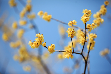 公园里开满黄色花的腊梅树