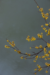 冬天雨中的腊梅