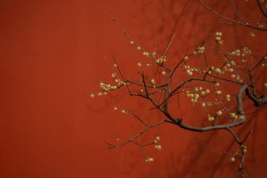 冬天阳光下红墙边腊梅花开