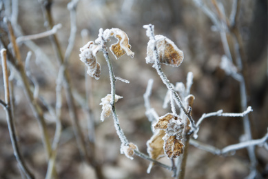 霜降中枯萎的的黄叶