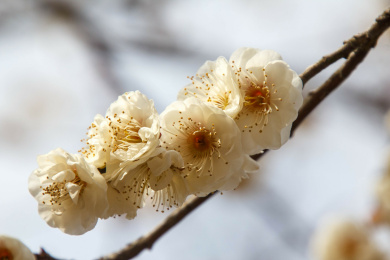 梅花盛开