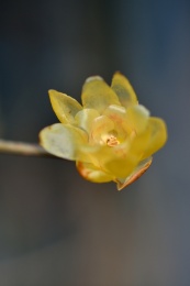 腊梅特写