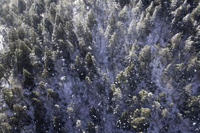 冬日天台山雪域森林美景