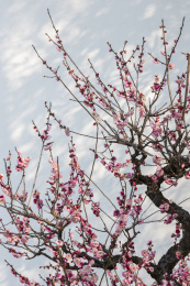 立春时节的梅花