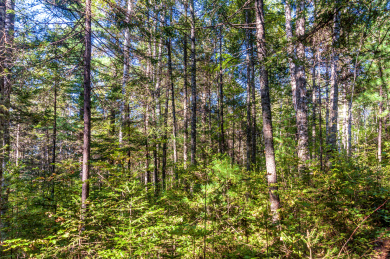 中国黑龙江伊春汤旺河林海奇石风景区