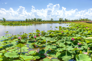中国黑龙江伊春新青国家湿地公园