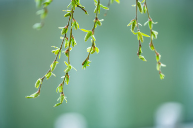 发芽的柳枝