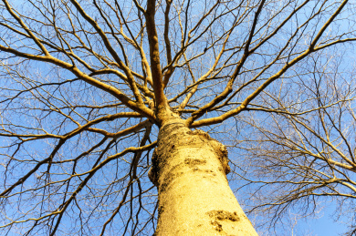 冬季公园里路边的干枯的树枝