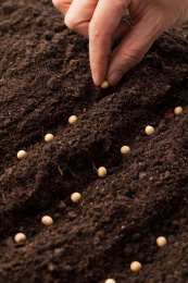 一只手在黑土地上播种的特写图