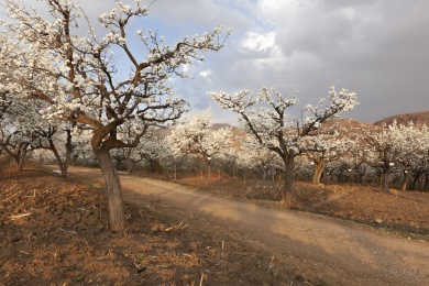 云南昭通后海梨花盛开