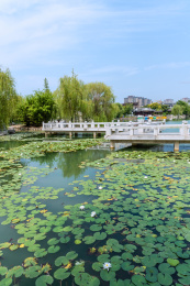 中国安徽宿州灵璧奇石文化园的九曲桥莲花池