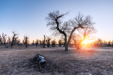 日出下的中国内蒙古通辽的田野和怪柳林