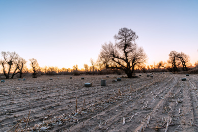 日出下的中国内蒙古通辽的田野和怪柳林