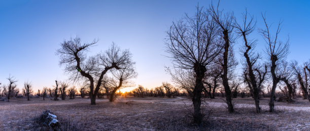 日出下的中国内蒙古通辽的田野和怪柳林