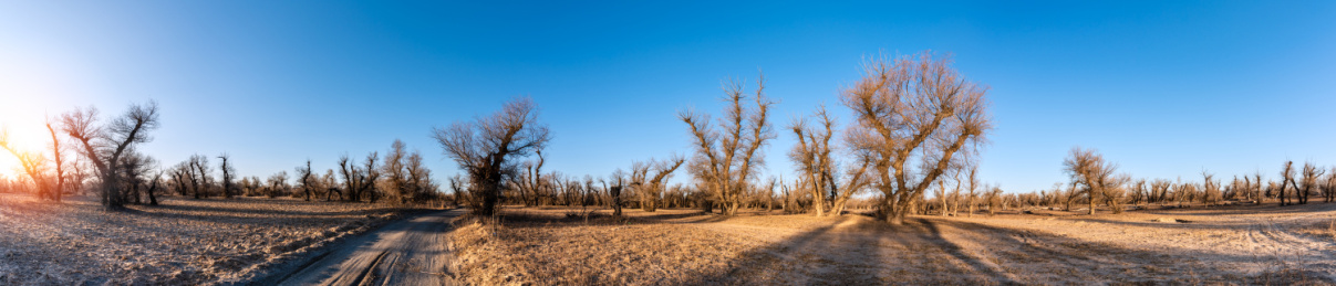 日出下的中国内蒙古通辽的田野和怪柳林