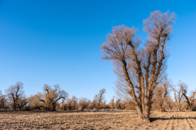 中国内蒙古通辽的耕地和树木