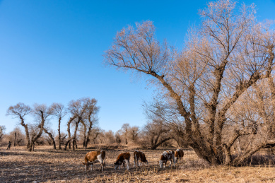 中国内蒙古通辽的树林田地里的奶牛