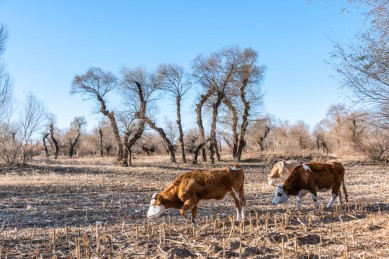 中国内蒙古通辽的树林田地里的奶牛