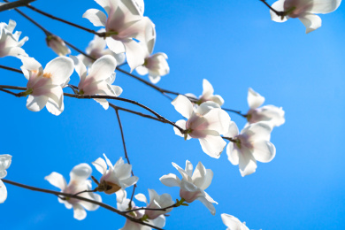 春天盛开的白色广玉兰花