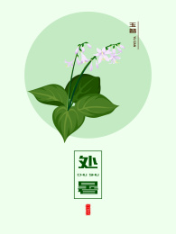 处暑玉簪