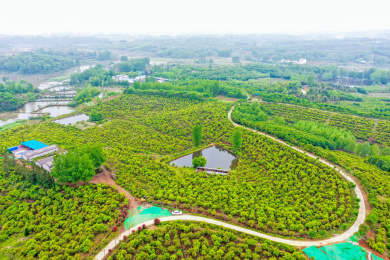 航拍中国河南信阳光山县司马光油茶园