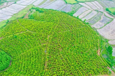 航拍中国河南信阳光山县司马光油茶园