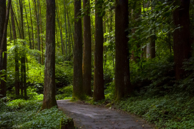 中国台灣溪頭森林保護區森林步道