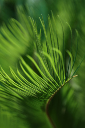 绿色铁树树叶特写