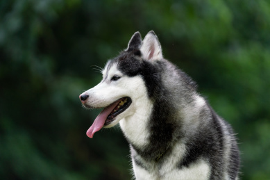 开心的哈士奇头部表情特写