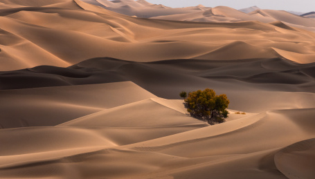 中国新疆巴音郭楞自治州尉犁县塔里木胡杨