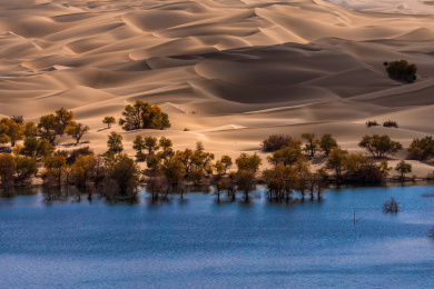 中国新疆巴音郭楞自治州尉犁县塔里木胡杨