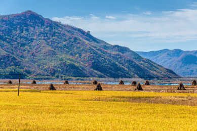中国辽宁丹东秋天成熟的稻田地