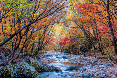 中国辽宁丹东蒲石河森林公园