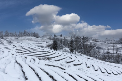 中国四川宜宾珙县鹿鸣蜿蜒茶山雪景