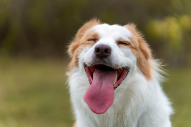 可爱的边牧宠物犬开心表情的头部特写