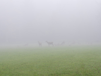 迷雾森林里的鹿群