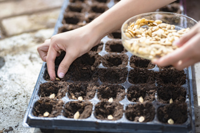 工人在穴盘里点播植物种子
