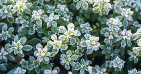 霜降节气下霜的叶子