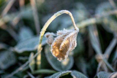 冬天布满冰霜的叶子特写