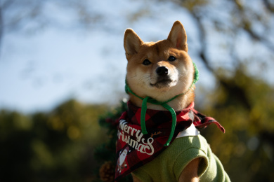 圣诞节站在桌上的柴犬