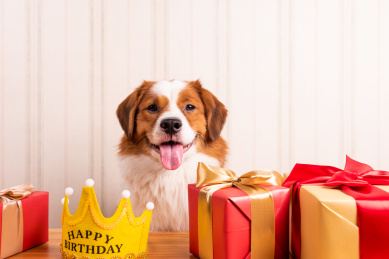 过生日的宠物小狗