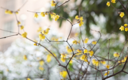冬季盛开的腊梅花特写